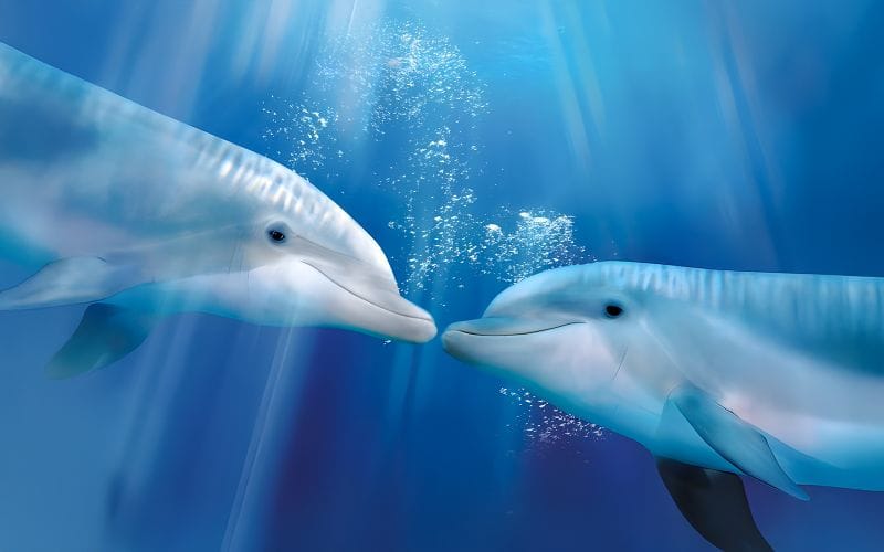 Billet Oltremare Riccione