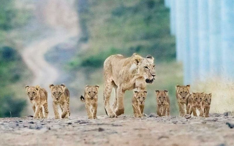 Billet Safari d'une demi-journée dans le parc national de Nairobi avec navettes de/vers l'hôtel