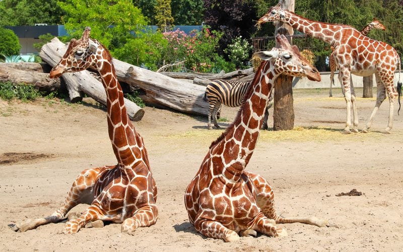 Billet Billets coupe-file pour le zoo de Wroclaw