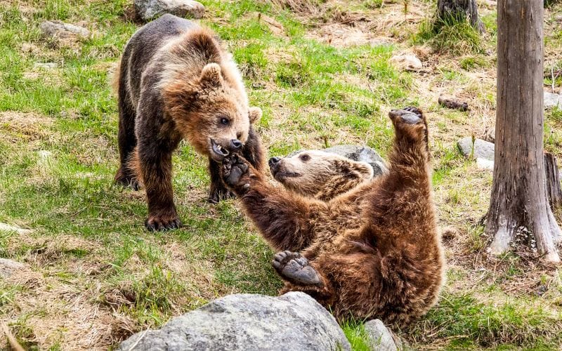 Billet Depuis Rovaniemi : Excursion et entrée au parc animalier de Ranua