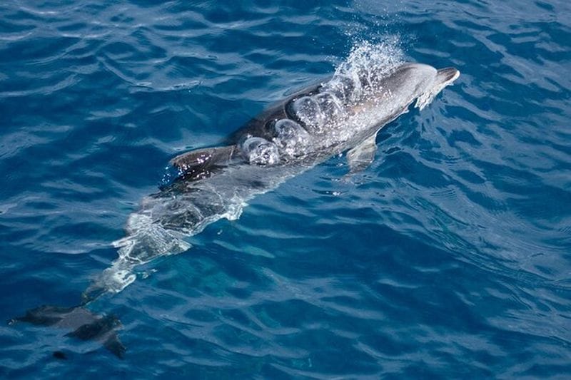 Billet Balade en bateau dans la baie de La Palma