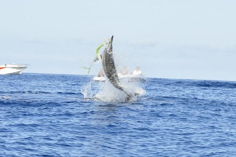 Billet Croisière d'observation des dauphins à l'Île Maurice