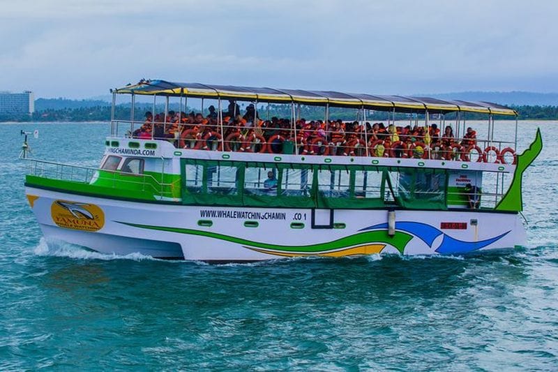Billet Croisière d'observation des baleines et des dauphins à Galle