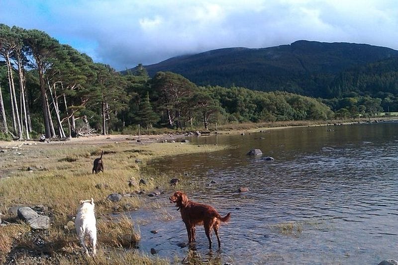 Billet Visite du Parc National de Killarney