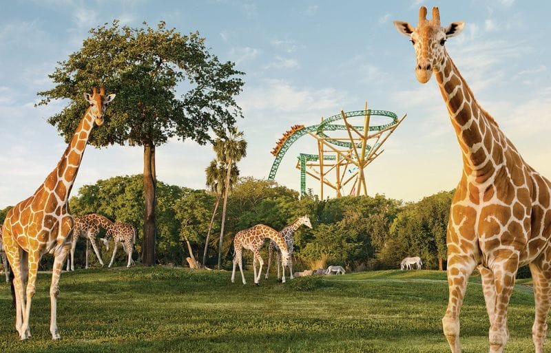 Billet Billets pour Busch Gardens à Tampa Bay
