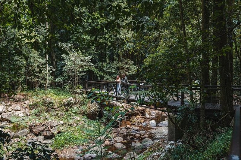 Billet Excursion dans les jungles tropicales et à la grotte des lucioles depuis Brisbane