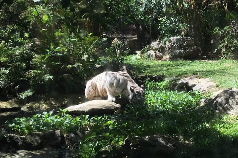 Billet Billets pour Cebu Safari and Adventure Park