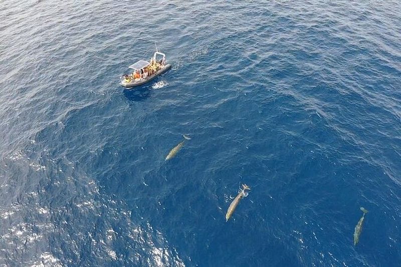 Billet Excursion d'observation des dauphins à Fuerteventura