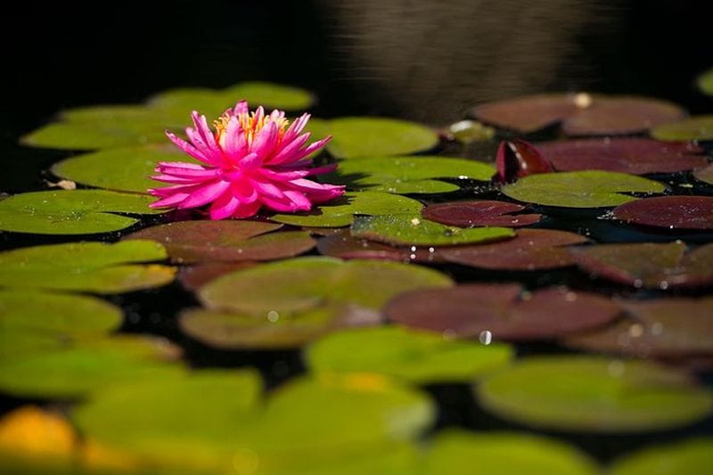 Billet Billets pour les Jardins Botaniques de Denver