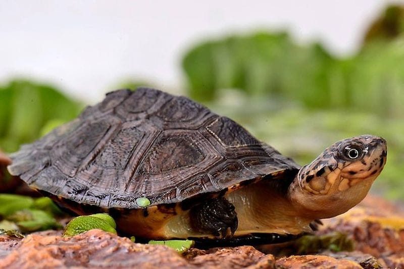 Billet Billets pour le parc des tortues A Cupulatta en Corse