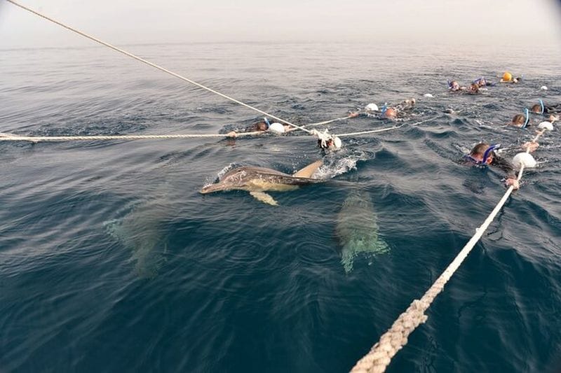 Billet Expérience de nage avec les dauphins à Adélaïde