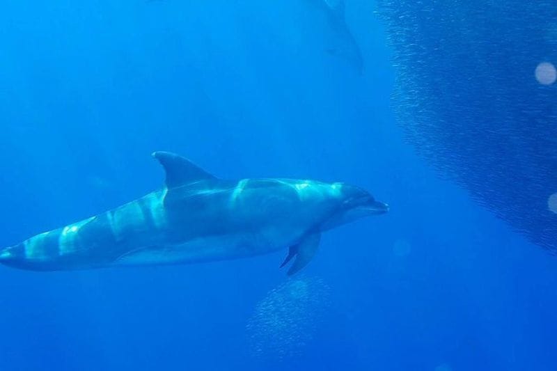 Billet Excursion d'observation des baleines et des dauphins à La Palma