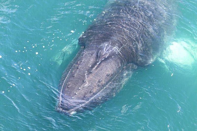 Billet Croisière d'observation des baleines à Akureyri