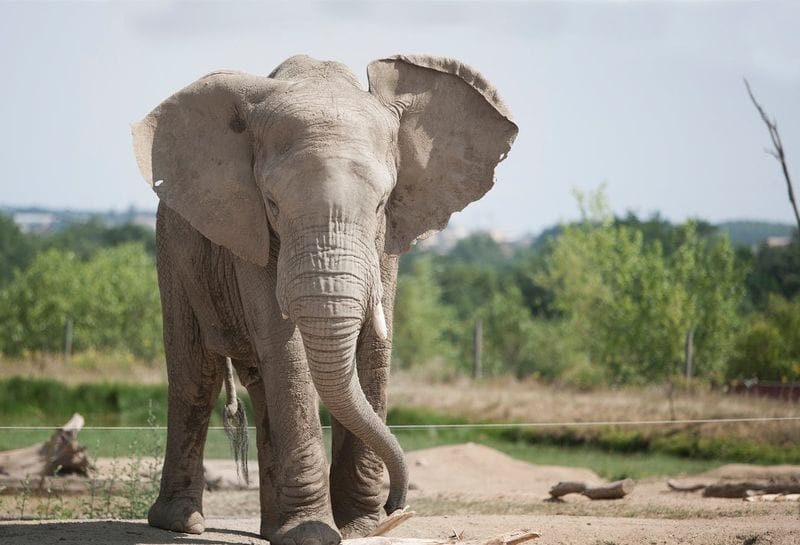 Billet Billets pour le safari de Peaugres