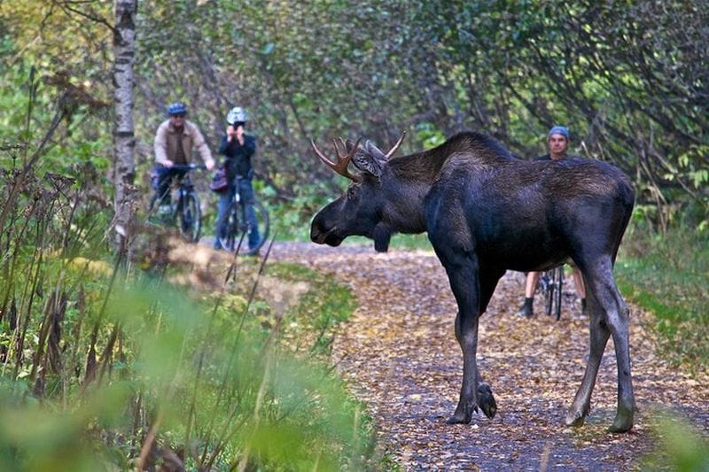 Billet Balade à vélo sur le sentier côtier d'Anchorage