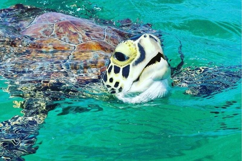 Billet Excursion en bateau à l'île de Vieques depuis Fajardo avec plongée libre
