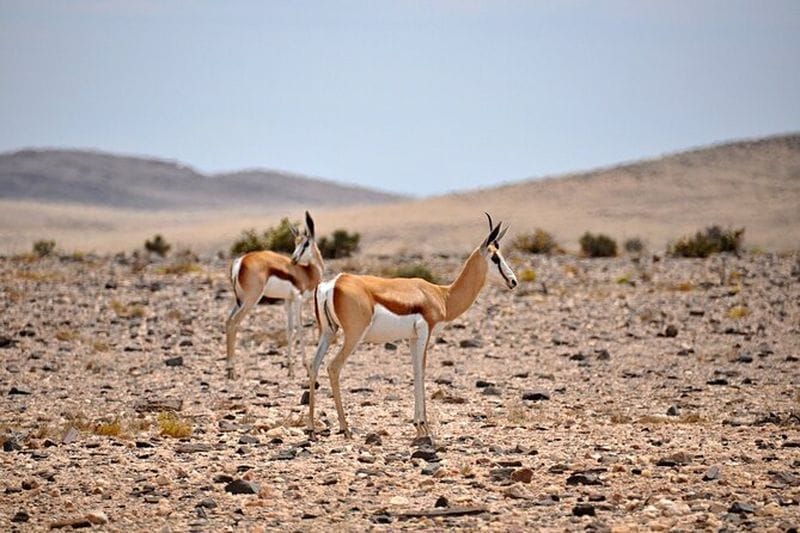 Billet Excursion dans le désert du Namib au départ de Walvis Bay