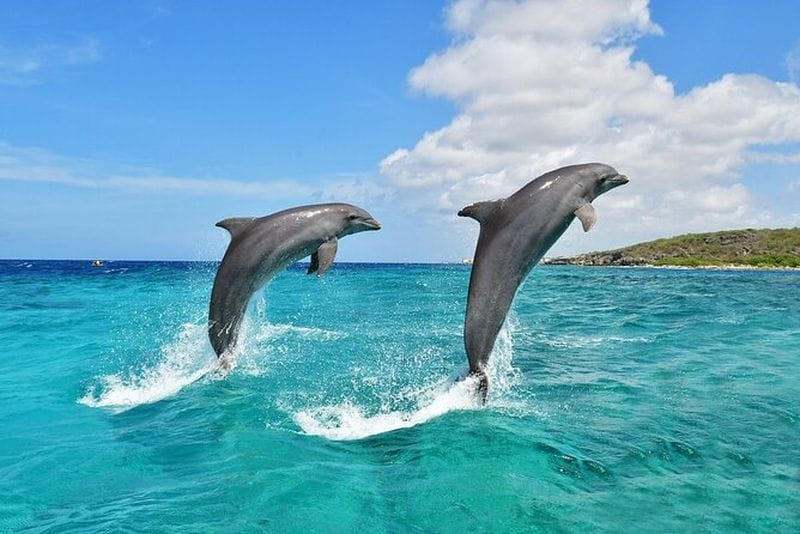 Billet Excursion d'observation des dauphins et snorkeling à l'île Wasini depuis Mombasa