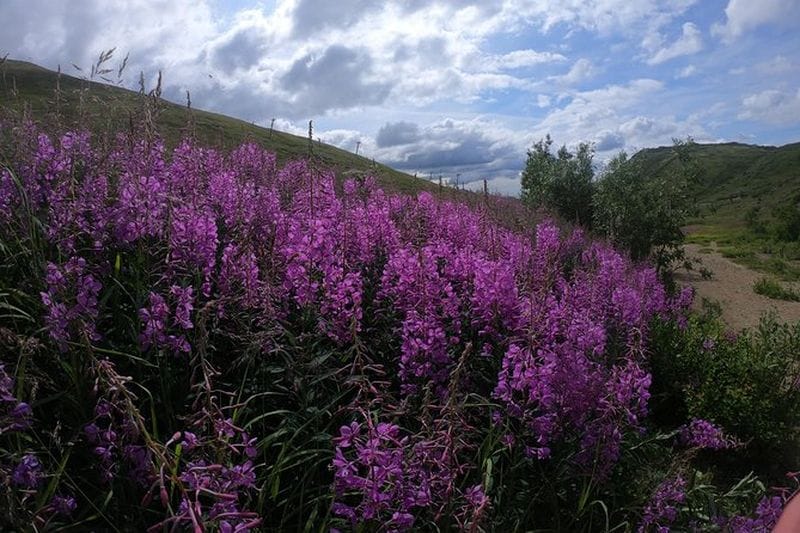 Billet Randonnée alpine à Anchorage