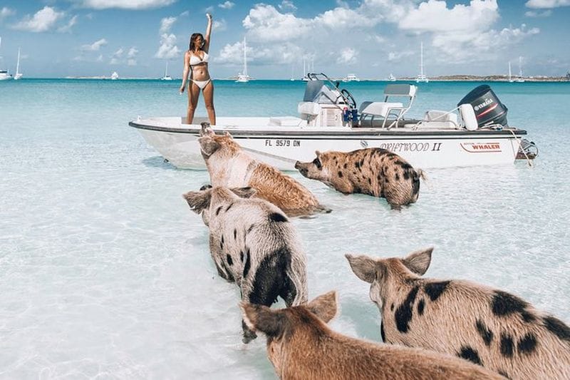 Billet Excursion aux cochons nageurs et aux requins à Exuma depuis Nassau