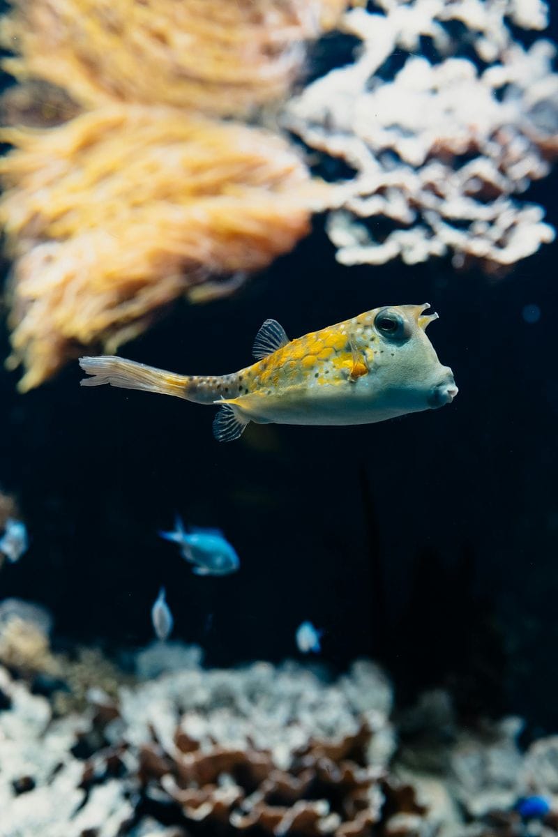 Billet Billets pour l'Aquarium de Lyon