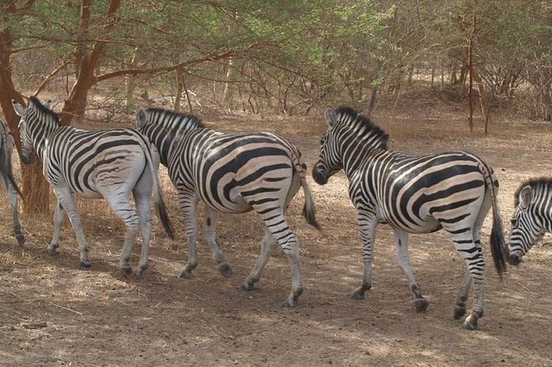 Billet Excursion à la Réserve de Bandia et à la lagune de Somone depuis Dakar