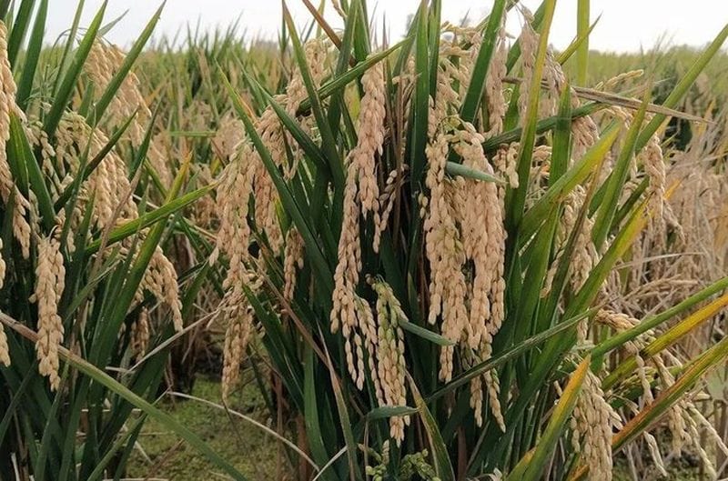 Billet Excursion à l'Albufera depuis Valence avec promenade en bateau et paella