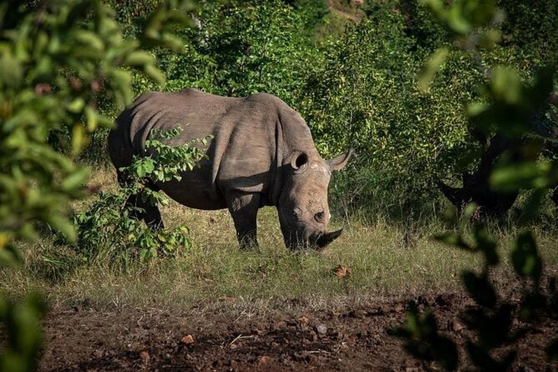 Billet Livingstone Safari d’observation des rhinocéros