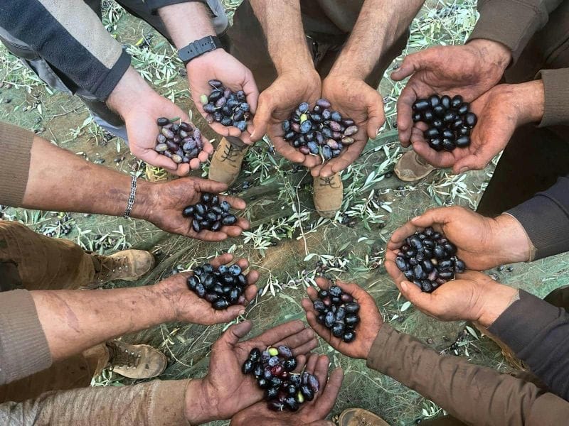Billet Ferme d'huile d'olive et Nicotera avec repas calabrais le midi