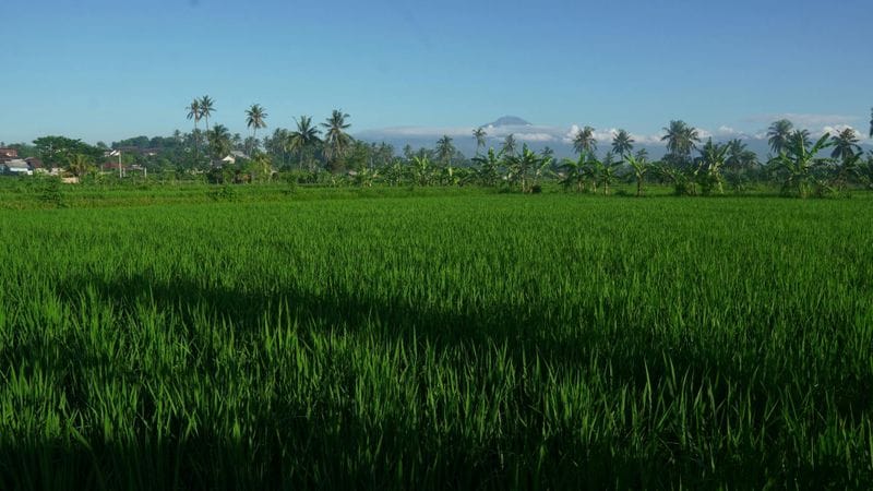 Billet Aventure à vélo dans les villages ruraux et les grottes sacrées de Lombok avec repas le midi