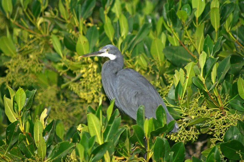Billet Safari d'une journée complète dans le sud de la Gambie avec déjeuner dans le village de Sanyang