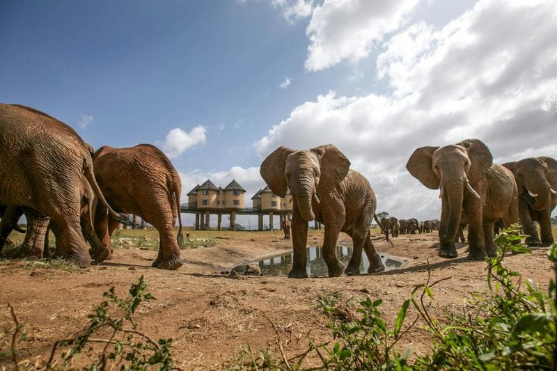 Billet Safari de deux jours à Ngutuni et Salt Lick au départ de Mombasa
