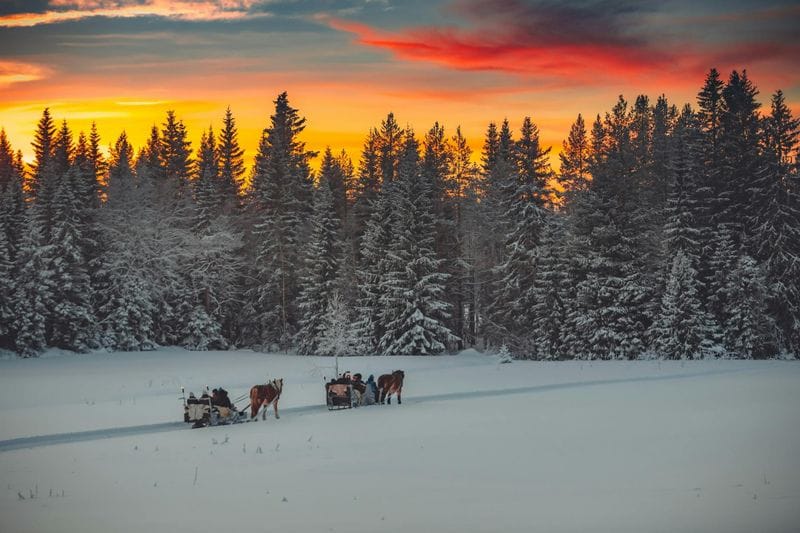 Billet Promenade en traîneau tiré par des chevaux en soirée avec dîner à Trysil