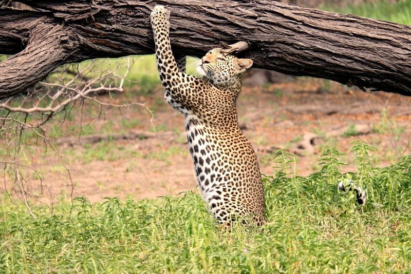 Billet Safari de deux jours dans le parc national de Nyerere avec deux safaris en voiture