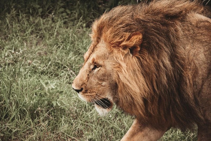 Billet Safari privé d'une journée dans le parc national de Nyerere avec vols