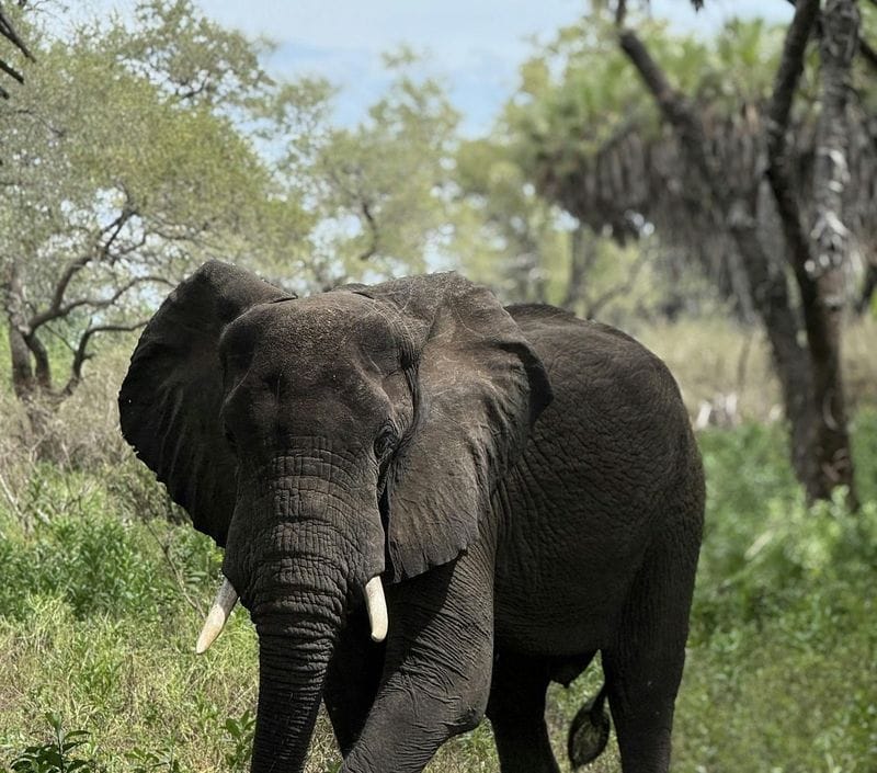Billet Safari d'une journée dans le parc national de Nyerere avec vols au départ de Zanzibar