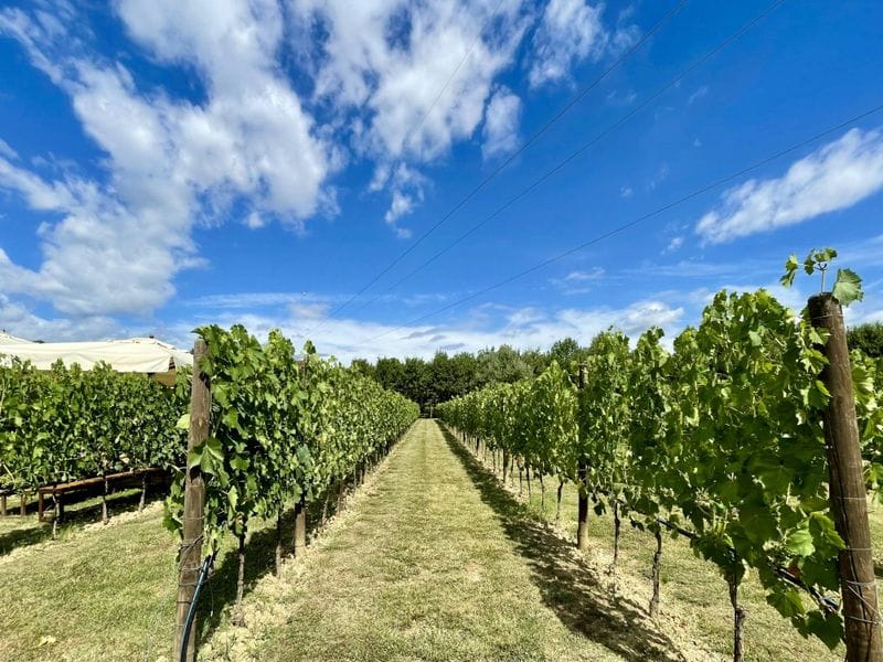 Billet Chianti et San Gimignano avec déjeuner et dégustation de vin