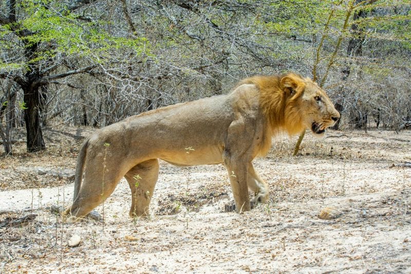 Billet Safari de deux jours dans le parc national de Nyerere avec promenade dans la brousse et croisière en bateau