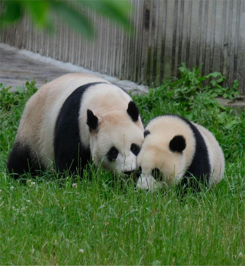 Billet Visite d'une journée complète de la base des pandas de Chengdu