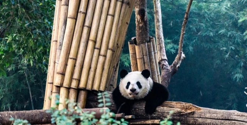 Billet Une aventure familiale sur le thème du panda