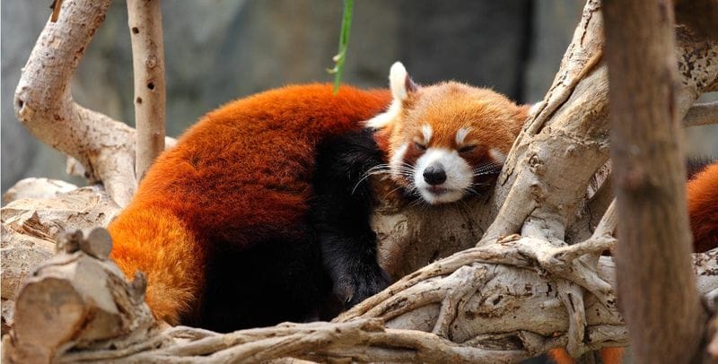Billet Visite privée du panda roux et de Dujiangyan
