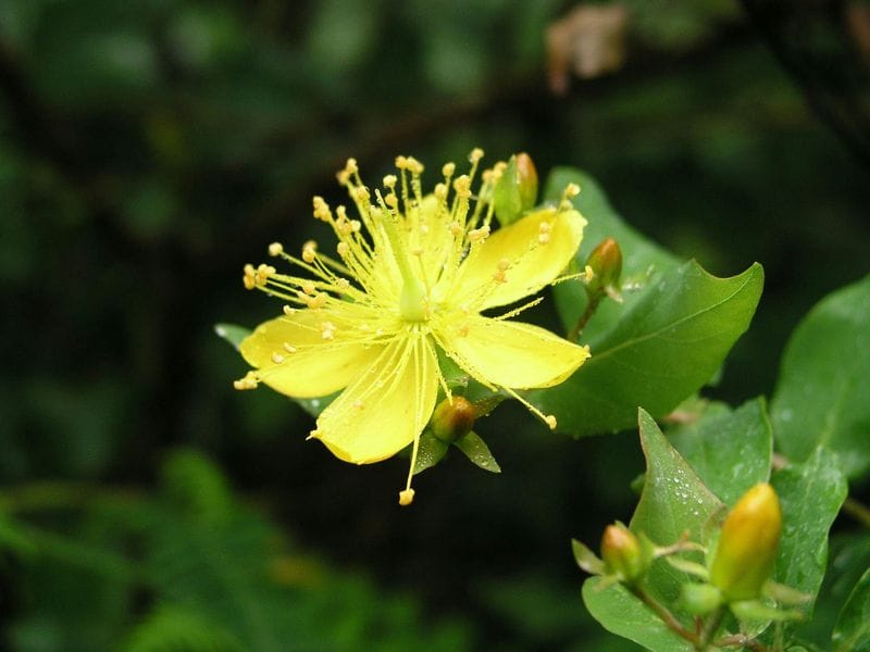Billet La Gomera Herb Hike