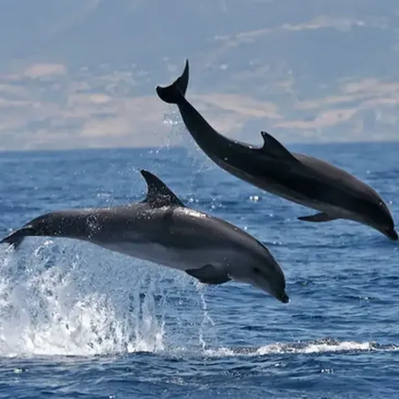 Billet Sortie en mer à la rencontre avec les Dauphins à Sète