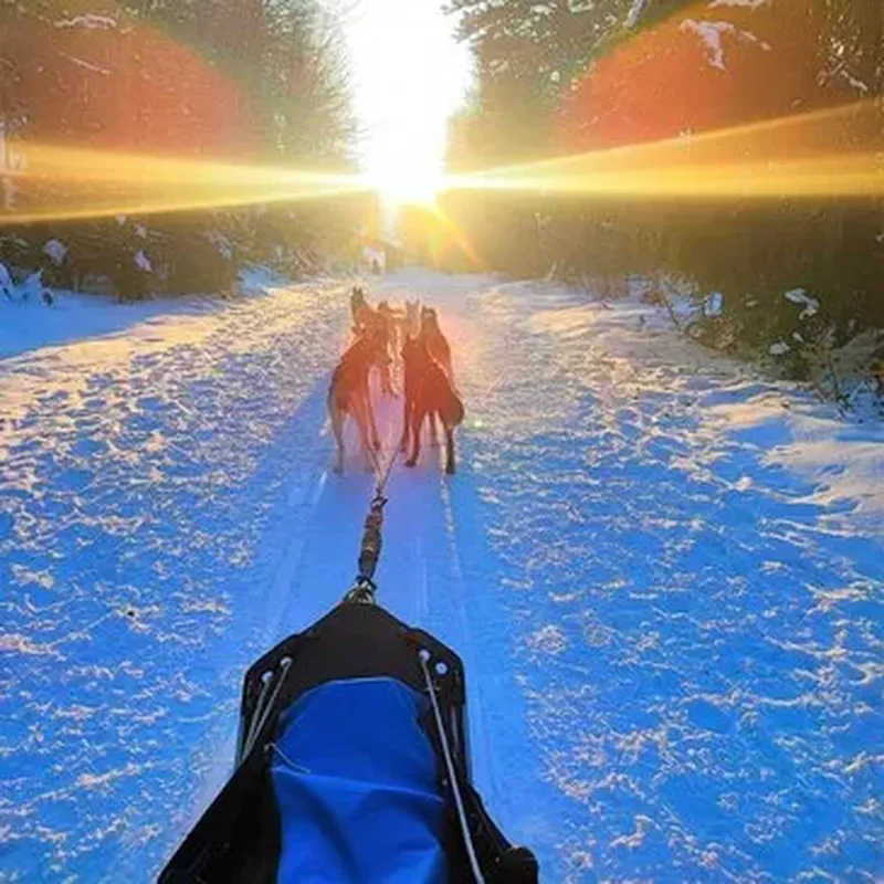 Billet Randonnée en Chiens de Traîneau près de Bagnères-de-Luchon