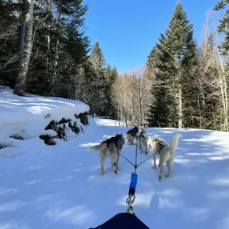 Billet Randonnée en Chiens de Traîneau dans la Station des Coulmes