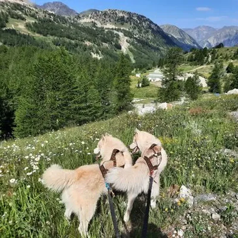 Billet Balade en Cani-Rando près de Valence