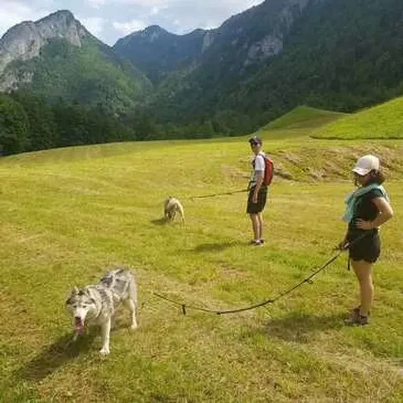 Billet Balade en Cani-Rando près de Thonon-les-Bains