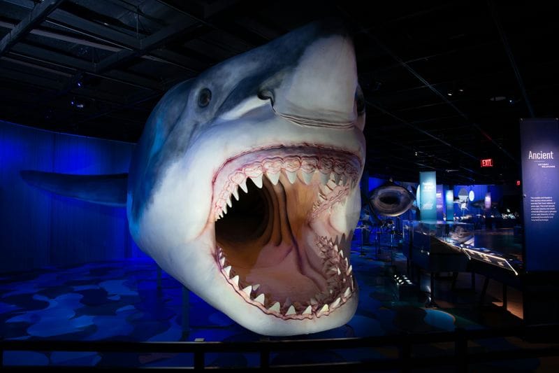 Billet Exposition vedette du Musée royal de l'Ontario : Requins