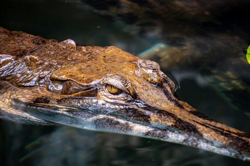 Billet La Ferme aux Crocodiles: Billet d'entrée