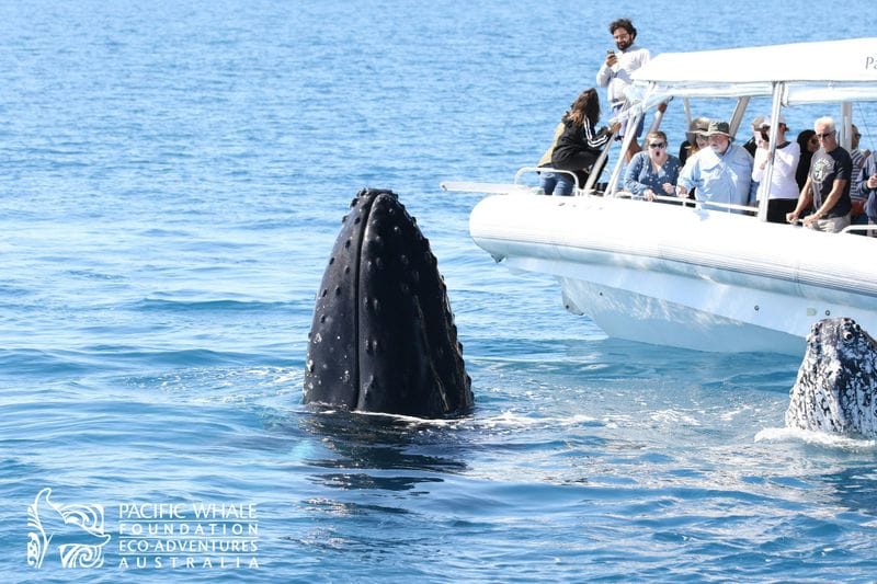 Billet Hervey Bay : Croisière guidée d'observation des baleines + collation et boisson
